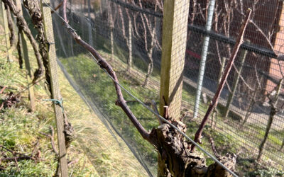 Warum werden Rebstöcke im Winter geschnitten?