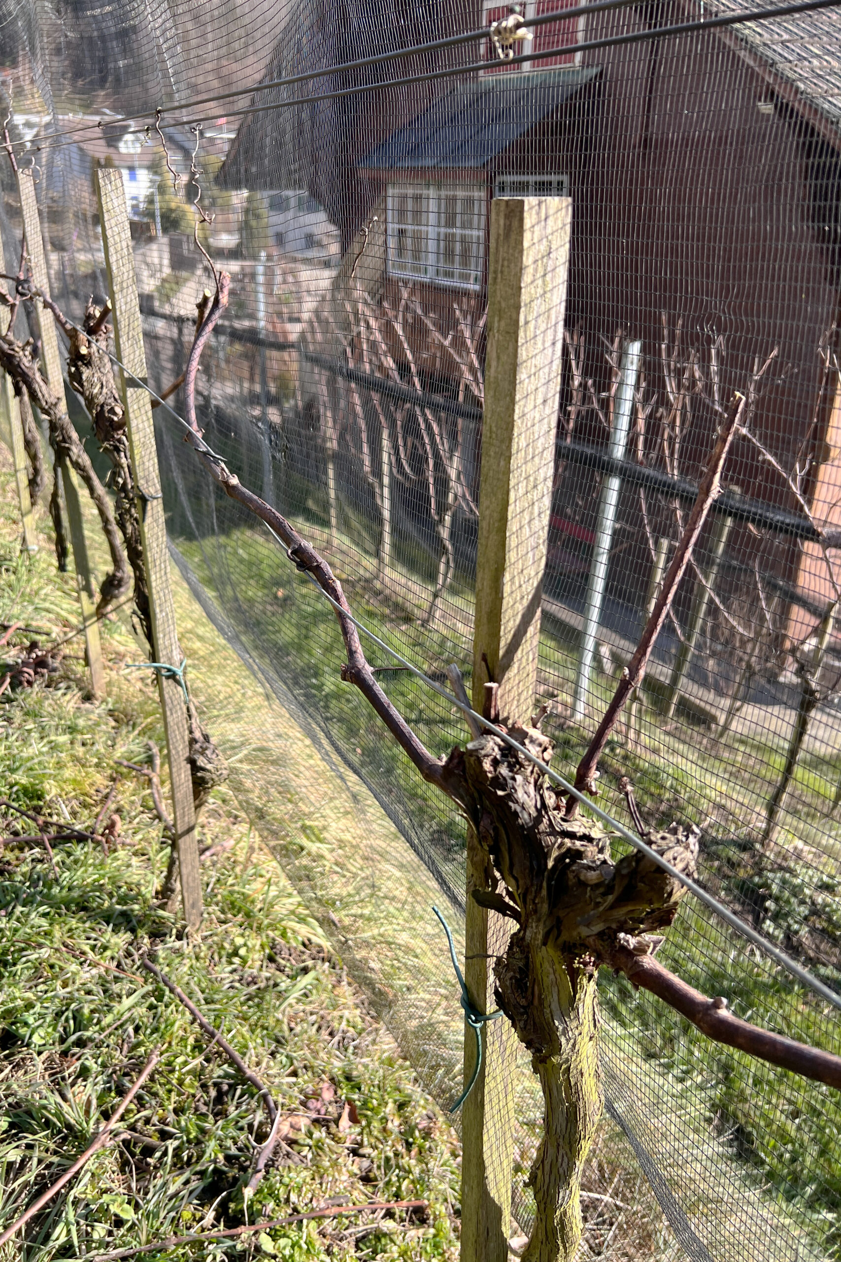 2025 Buurehof Maurer – Reben schneiden 25.01.2025 (5)