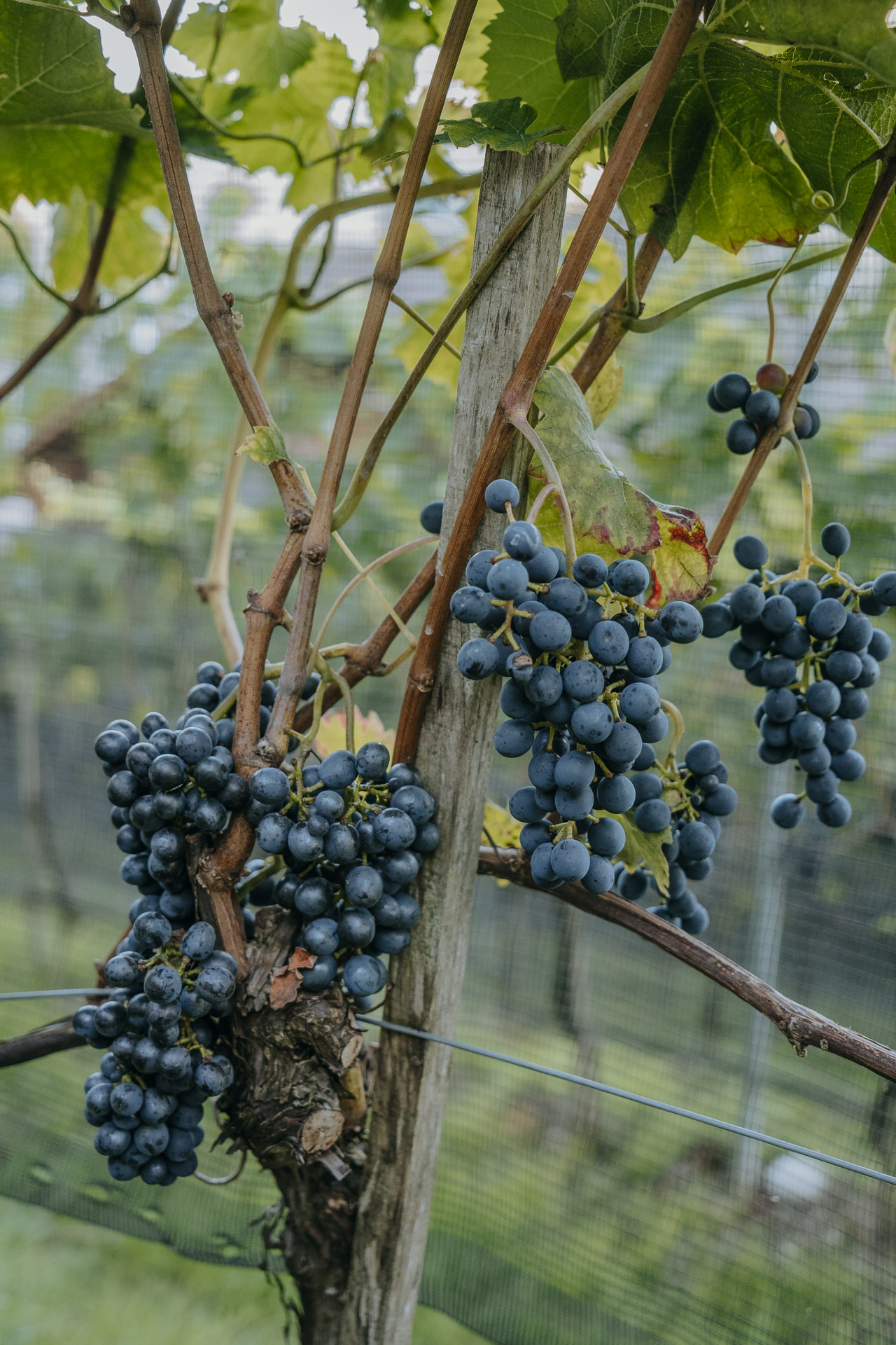 DIVICO BARRIQUE – Bild 3